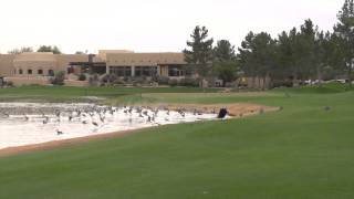 Dog Chases Geese from Golf Course Fairway [upl. by Merrick]