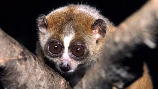 Science Bulletins Slow Loris Venom—Solving a Toxic Puzzle [upl. by Rafaela444]