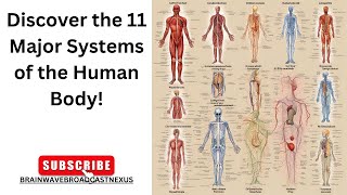 Discover the 11 Major Systems of the Human Body [upl. by Feliks408]