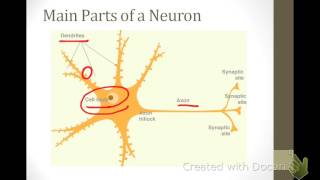 SJSU Neurophysiology  Lecture 1  Parts of a Neuron [upl. by Arahsat]