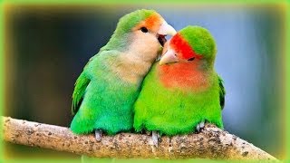 ❀ Lovebirds Sounds  1 Hour [upl. by Amiarom]