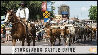 Fort Worth Stockyards Cattle Drive [upl. by Atsed]