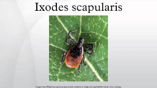 Ixodes scapularis [upl. by Imoin369]