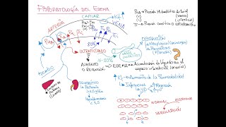 Fisiopatología del Edema [upl. by Pappas994]