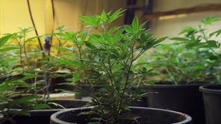 Interest in home growing marijuana spikes after Ohio legalizes recreational weed [upl. by Gould]