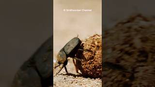 Dung Beetle  The Strongest Bug 🐞 🐞 [upl. by Varion]