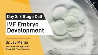 IVF Embryo DevelopmentDay 3  Embryo Journey 8 Cell Stage  Time Lapse Imaging Part 3 Dr Jay Mehta [upl. by Manella]