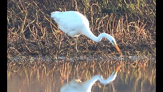 4K Grande Aigrette [upl. by Rosmunda]