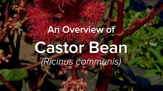 An Overview of Castor Bean  Understudied Indigenous Crops [upl. by Dayle891]