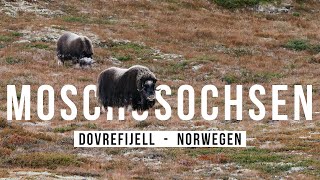 Moschusochsen fotografieren im DOVREFJELL [upl. by Ardnaed]