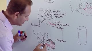 Ventricles and Aorticpulmonary Septum  Embryology [upl. by Pfister]