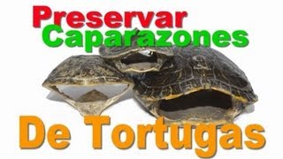 Caparazón de Tortuga Disecado  Tutorial [upl. by Atilam]