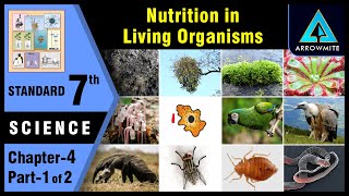 Nutrition in Living Organisms  Std 7  Science  Chapter 4  Part 12  Maharashtra Board [upl. by Miarzim196]