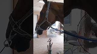 말발굽 복원하기 1분안에 보여드림 horse farrier satisfying animals [upl. by Krispin]