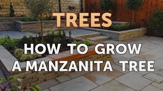 How to Grow a Manzanita Tree [upl. by Komarek]