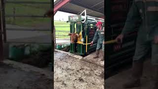 Treat Horned Cattle No Problem with an Arrowquip Cattle Chute [upl. by Bonacci]