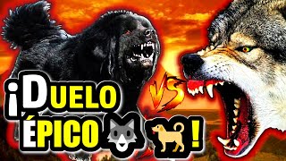 Batalla Épica Mastín Tibetano Defiende Contra Lobo Salvaje en un Video Viral [upl. by Solokin]