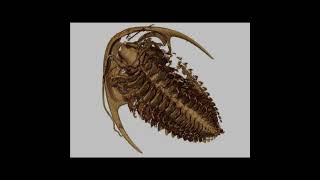 508MillionYearOld Trilobite Fossils Unveil New Features [upl. by Brinson612]