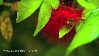 Macro Micro  Photography on a Nikon 55mm F28 AIs [upl. by Bertelli]