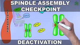 Silencing of Spindle Assembly Checkpoint [upl. by Jennee]