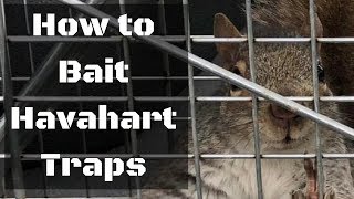 How to Bait Havahart Traps [upl. by Ellehcyt]