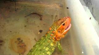 Caiman Lizard gets life snails [upl. by Ennayrb122]