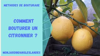 Comment bouturer un citronnier   Monjardindansleslandes [upl. by Grinnell]