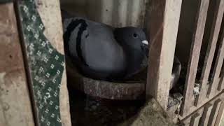 Pigeon Breeding Great Genetics Magical Mating from A Happy Little Accident Foundation Fate Pair [upl. by Ahsaekal]