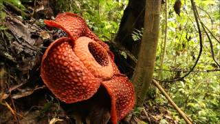 Rafflesia arnoldii ラフレシア DIscoveryPlanet [upl. by Ahsar]