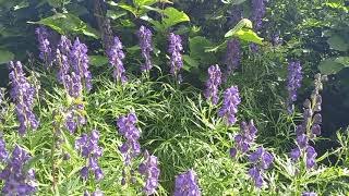 The Graceful Monkshood A Botanical Masterpiece in Cumbria [upl. by Niatirb]