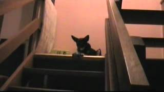 Dog playing catch and return ball game on stairs [upl. by Buonomo]