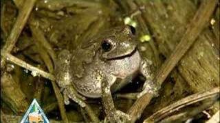 Gray Treefrog [upl. by Pfeffer]