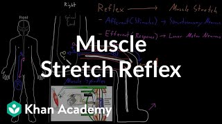 Muscle stretch reflex  Organ Systems  MCAT  Khan Academy [upl. by Alleacim]