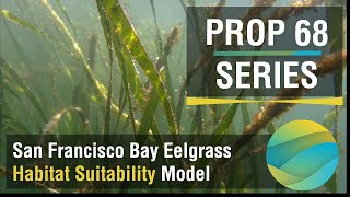 Episode 3  Eelgrass Habitat Suitability Model [upl. by Surdna]