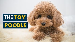 The Toy Poodle Your Guide to This Cute Fluffy Dog [upl. by Notsae191]