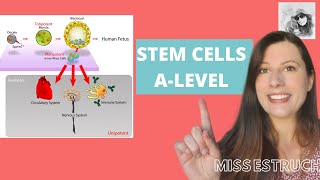 STEM CELLS Totipotent pluripotent multipotent and unipotent Learn how iPS cells are made [upl. by Eniretak694]