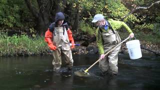 Sampling Aquatic Invertebrates from the Riverbed 1 Watershed Access Laboratory [upl. by Nylirehc]