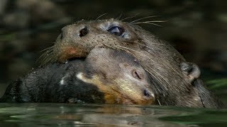 Baby Otter Cubs Learn to Swim  BBC Earth [upl. by Lael]