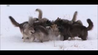 Wolf Pack vs 2 coyotes [upl. by Bradley]