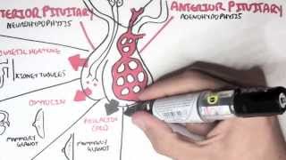 Endocrinology  Overview [upl. by Charry]