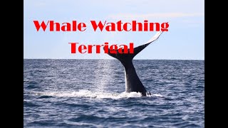 Terrigal Whale Watching [upl. by Eahcim]