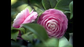 Top Most beautiful Camellias  Camellia Flowers  Camellia  PART 1 [upl. by Leinod142]