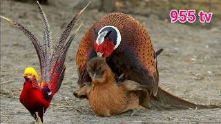 Pheasant breeding chickens  955 tv [upl. by Ebbarta]