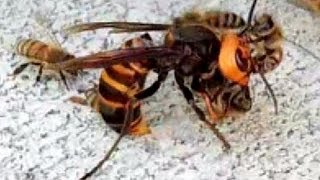 How Honeybees Balling a Japanese Giant Hornet 蜂球はどのようにしてできるのか？ [upl. by Elysia174]