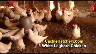 White Leghorn Chicken Breed Breeder Flock  Cackle Hatchery [upl. by Ellerahs575]