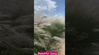 Beautiful DangyoutubeshortstrandingviralvideoDangflowers [upl. by Okiron390]