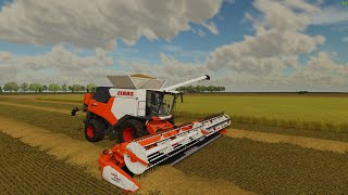 60ACER FILED TRITICALE HARVESTING AND COTTON HARVEST GNADTHAL FARM FS22 [upl. by Lengel]