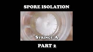 shorts Isolating Spores Part 2  Purifying an Isolate [upl. by Tann]