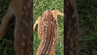 Baby Deer In Our Yard A Day or Two Old [upl. by Adav]