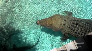 16 ft Saltwater Crocodile Jumping for Hat [upl. by Aicilanna]